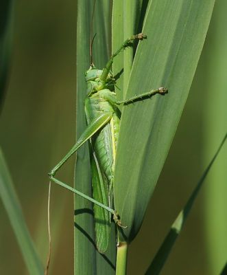 Grote Groene Sabelsprinkhaan - Great Green Bush-Cricket