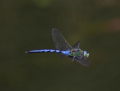 Grote Keizerlibel - Blue Emperor