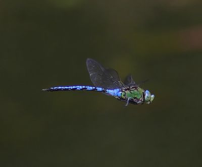 Grote Keizerlibel - Blue Emperor