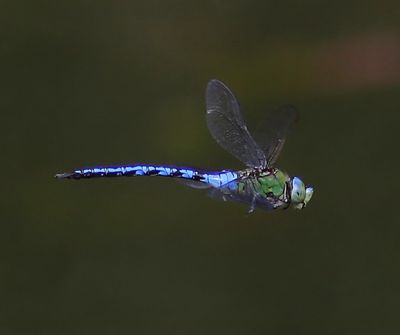Grote Keizerlibel - Blue Emperor