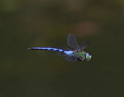 Grote Keizerlibel - Blue Emperor