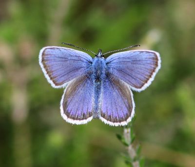 Heideblauwtje - Silver-studded Blue