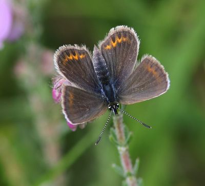 Heideblauwtje - Silver-studded Blue