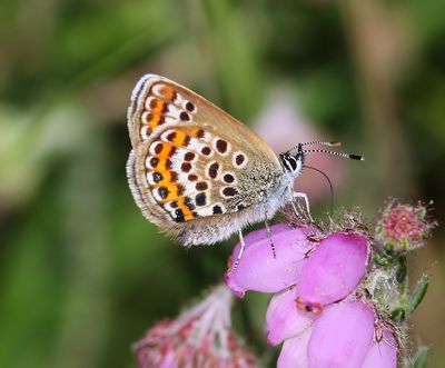 Heideblauwtje - Silver-studded Blue