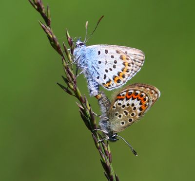 Heideblauwtjes - Silver-studded Blues