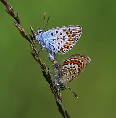 Heideblauwtjes - Silver-studded Blues