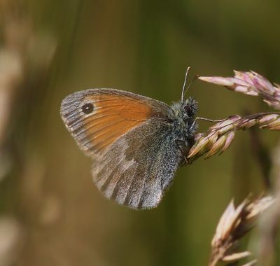 Hooibeestje - Small Heath