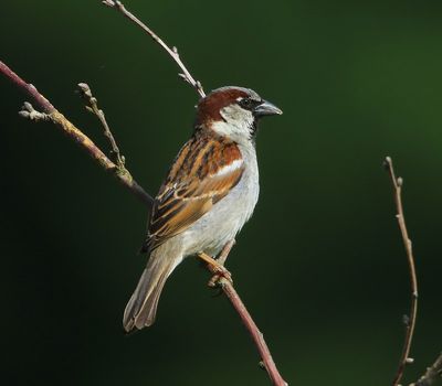 Huismus - House Sparrow
