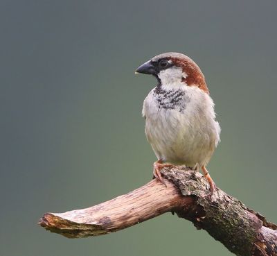 Huismus - House Sparrow