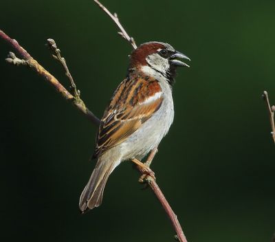 Huismus - House Sparrow