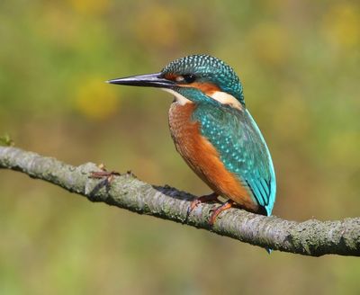 IJsvogel - Common Kingfisher