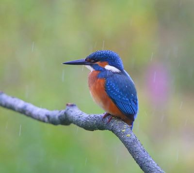 IJsvogel - Common Kingfisher