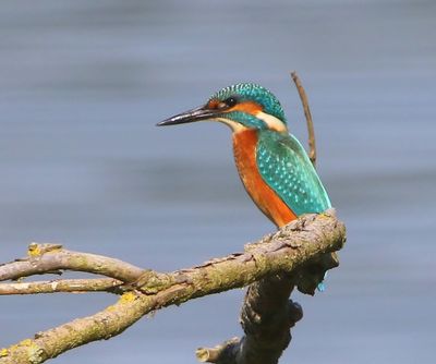 IJsvogel - Common Kingfisher