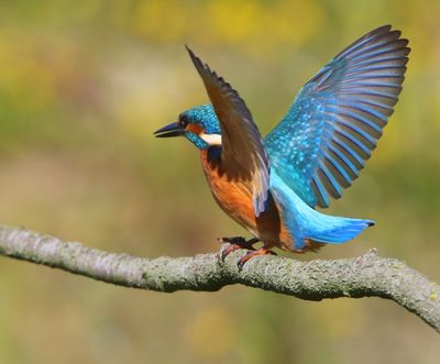 IJsvogel - Common Kingfisher