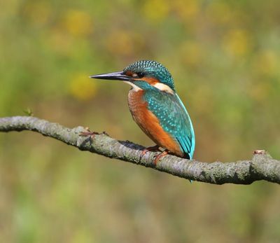 IJsvogel - Common Kingfisher