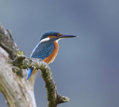 IJsvogel - Common Kingfisher