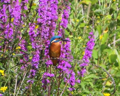 IJsvogel - Common Kingfisher