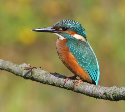 IJsvogel - Common Kingfisher