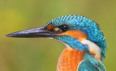 IJsvogel - Common Kingfisher