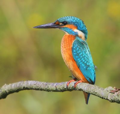 IJsvogel - Common Kingfisher