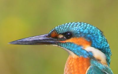 IJsvogel - Common Kingfisher