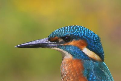 IJsvogel - Common Kingfisher