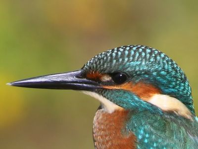 IJsvogel - Common Kingfisher