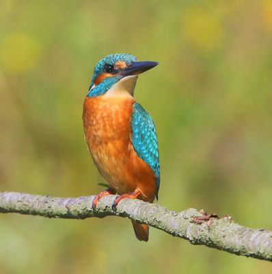 IJsvogel - Common Kingfisher