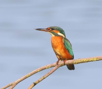 IJsvogel - Common Kingfisher