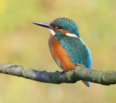 IJsvogel - Common Kingfisher