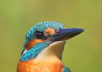 IJsvogel - Common Kingfisher