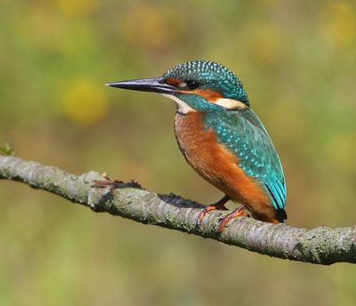 IJsvogel - Common Kingfisher