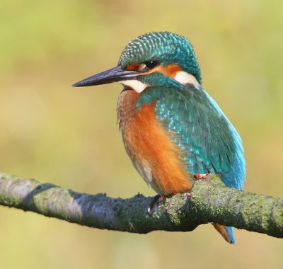 IJsvogel - Common Kingfisher