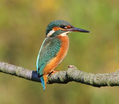 IJsvogel - Common Kingfisher