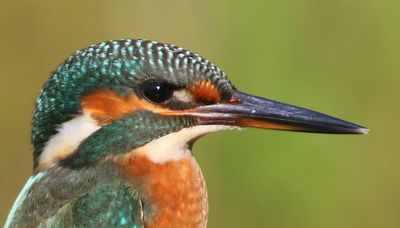 IJsvogel - Common Kingfisher