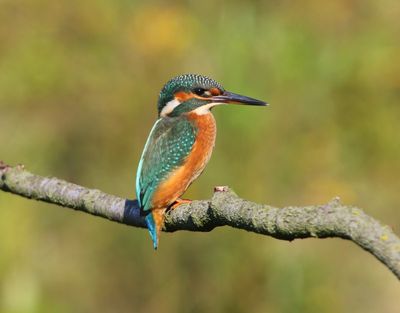 IJsvogel - Common Kingfisher