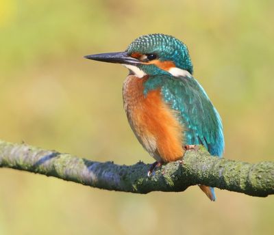 IJsvogel - Common Kingfisher