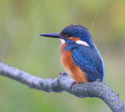 IJsvogel - Common Kingfisher