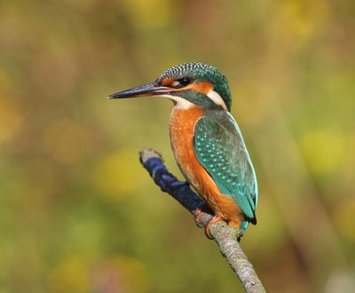 IJsvogel - Common Kingfisher