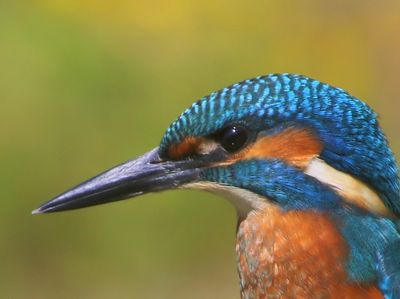 IJsvogel - Common Kingfisher