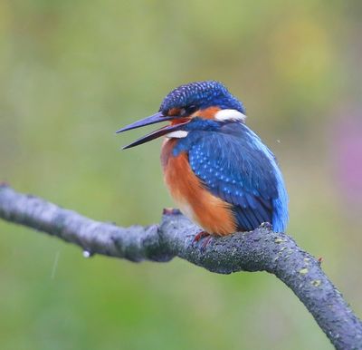 IJsvogel - Common Kingfisher
