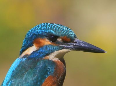 IJsvogel - Common Kingfisher