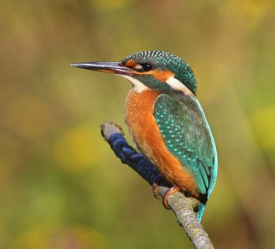 IJsvogel - Common Kingfisher