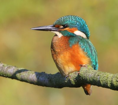 IJsvogel - Common Kingfisher