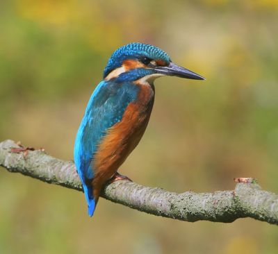 IJsvogel - Common Kingfisher