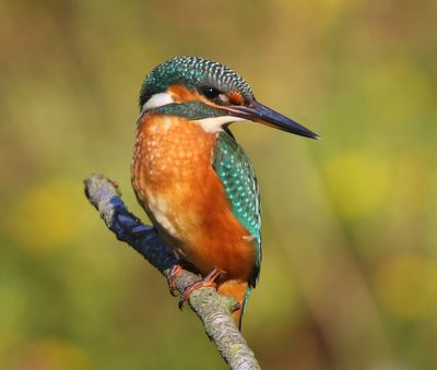 IJsvogel - Common Kingfisher