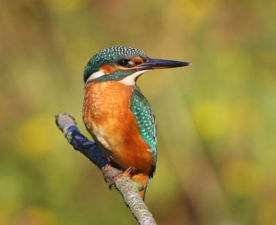 IJsvogel - Common Kingfisher