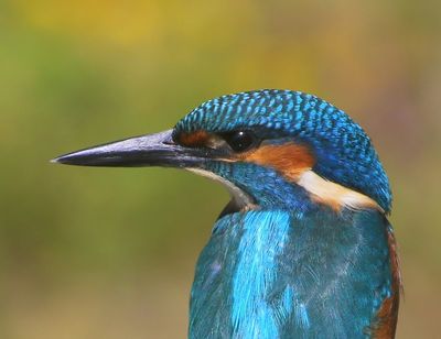 IJsvogel - Common Kingfisher