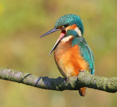 IJsvogel - Common Kingfisher