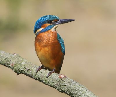 IJsvogel - Common Kingfisher